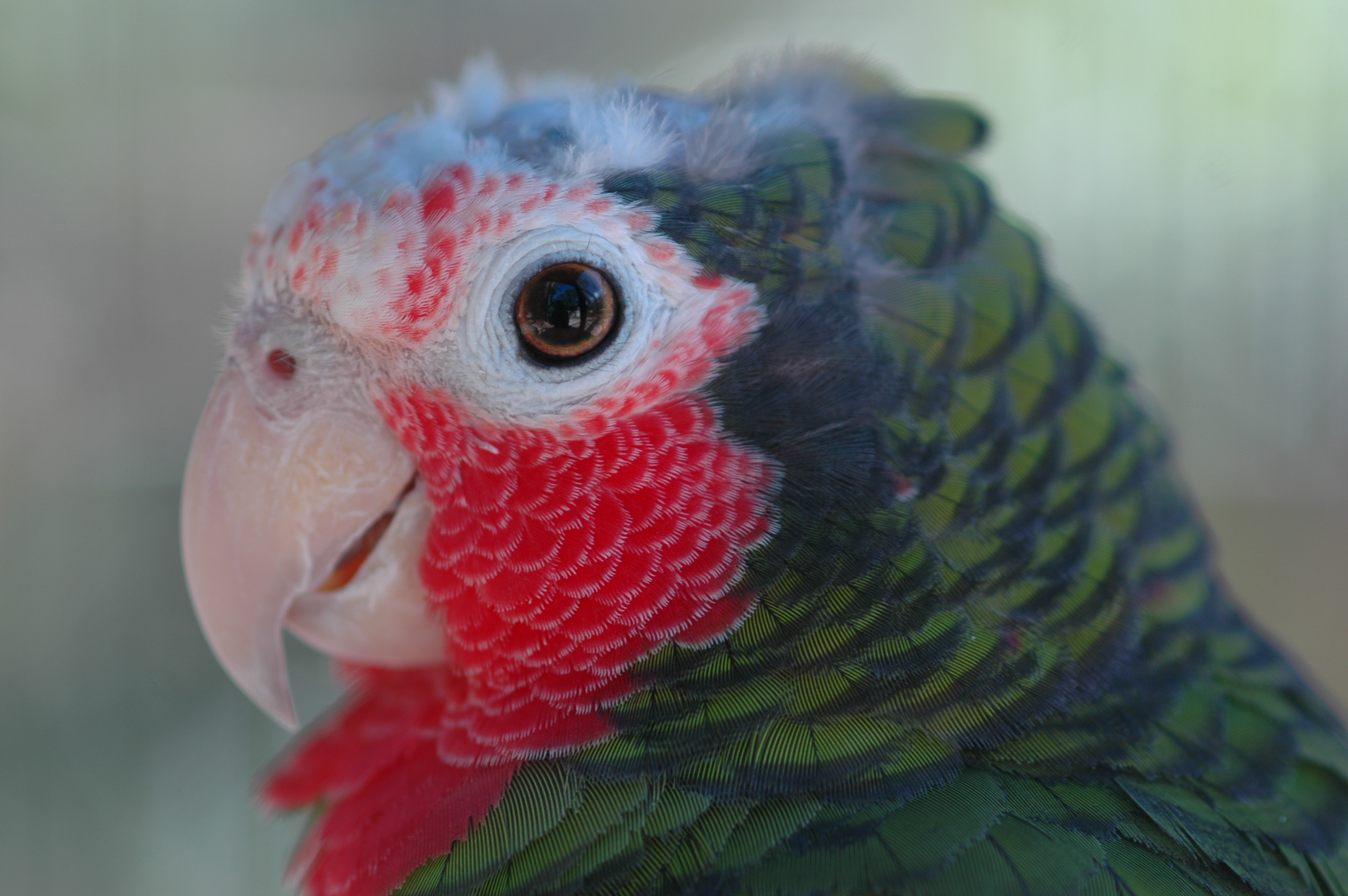 jellycat parrot